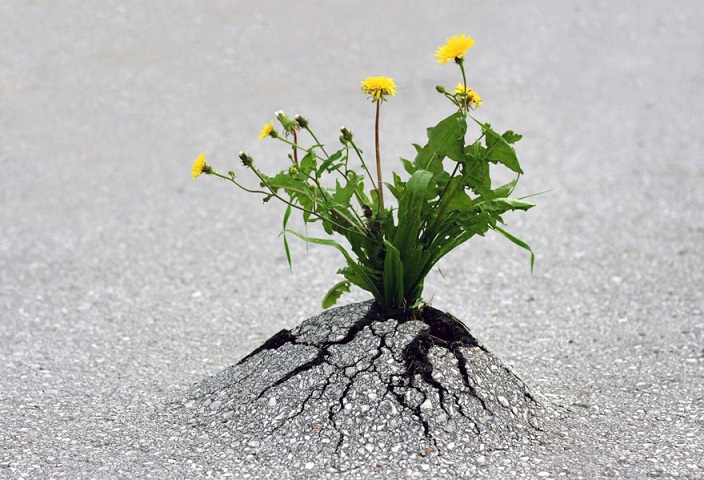flower-tree-growing-concrete-pavement-19