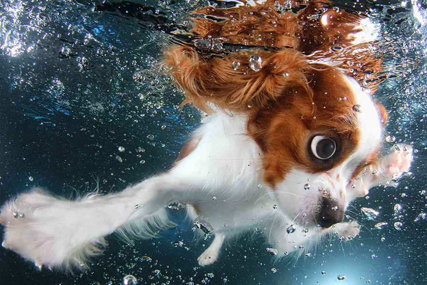 underwater-puppy-photography-seth-casteel-1