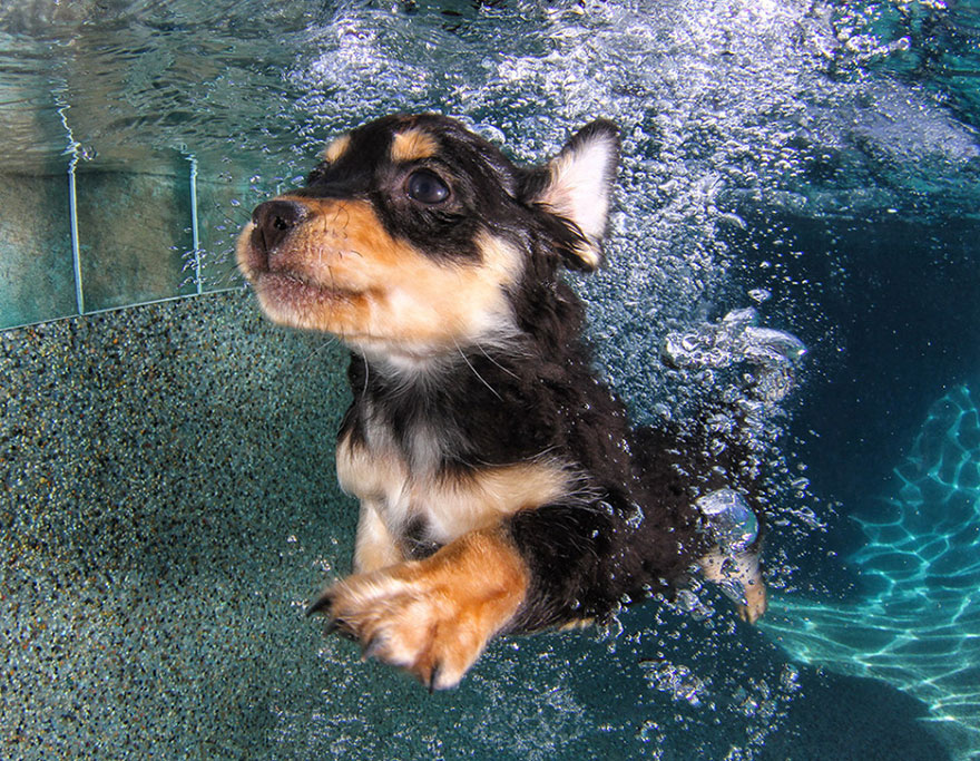 underwater-puppy-photography-seth-casteel-6
