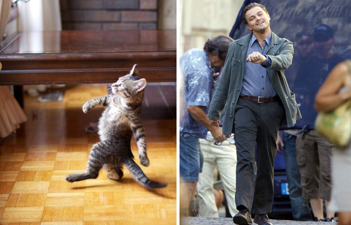 Leonardo cat.