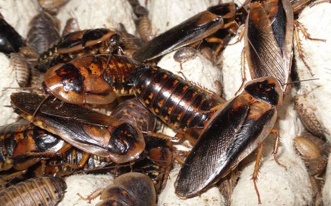 2012: Edward Archibold zomrel na udusenie švábom po tom, čo vyhral súťaž v jedení švábov. 