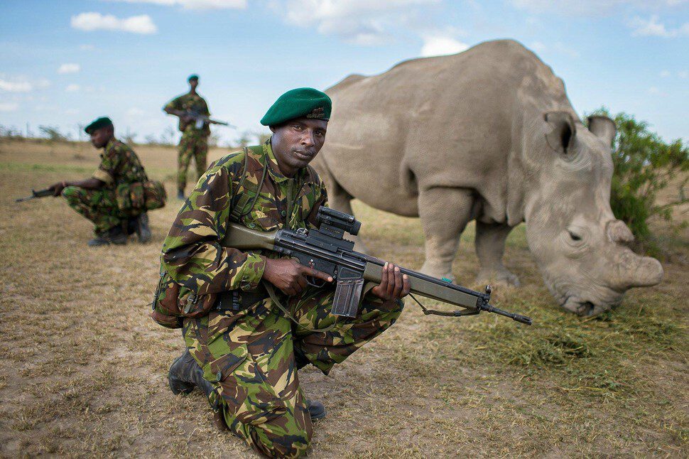 Muži chránia jedného zo šiestich zostávajúcich kusov bieleho nosoržca. 
