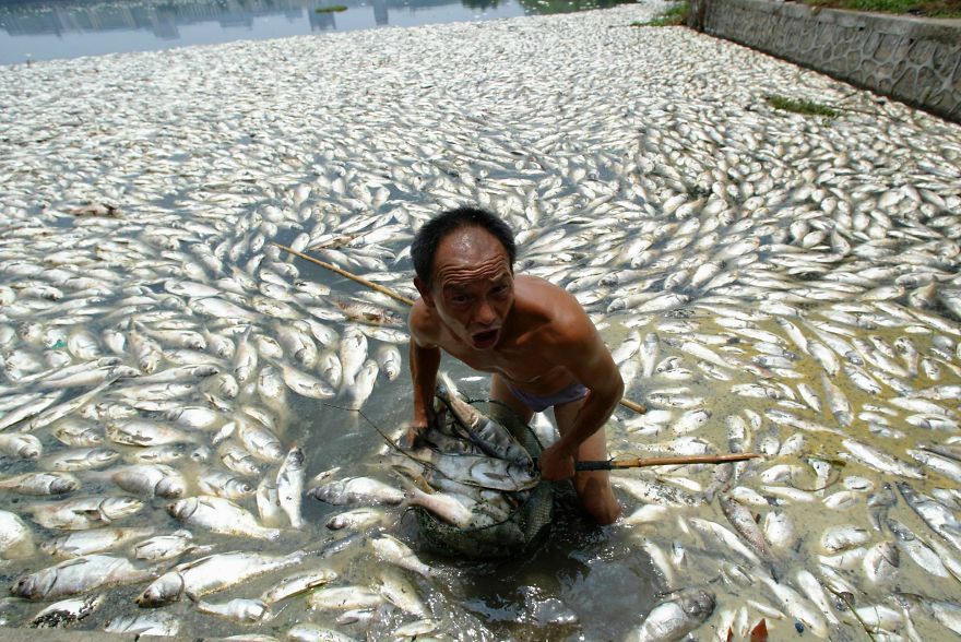 Pracovník čistí jazero v Wuhane od mŕtvých rýb.