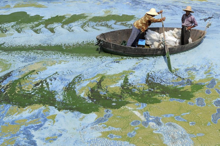 Rybár sa prediera cez jazero Chaohu, ktoré je preplnéne riasamy a extrémne znečistené.