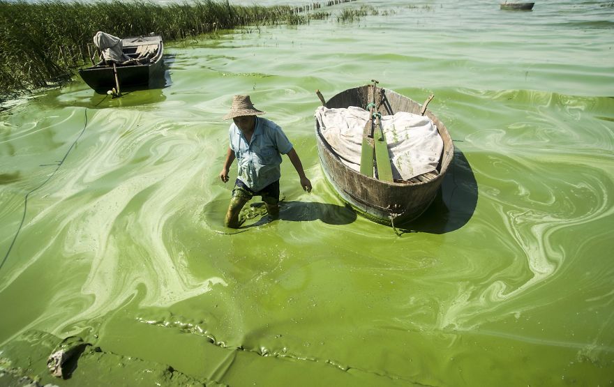 Rybár sa brodí v jazere Chaohu, jeho voda má "prirodzene" zelenú farbu.