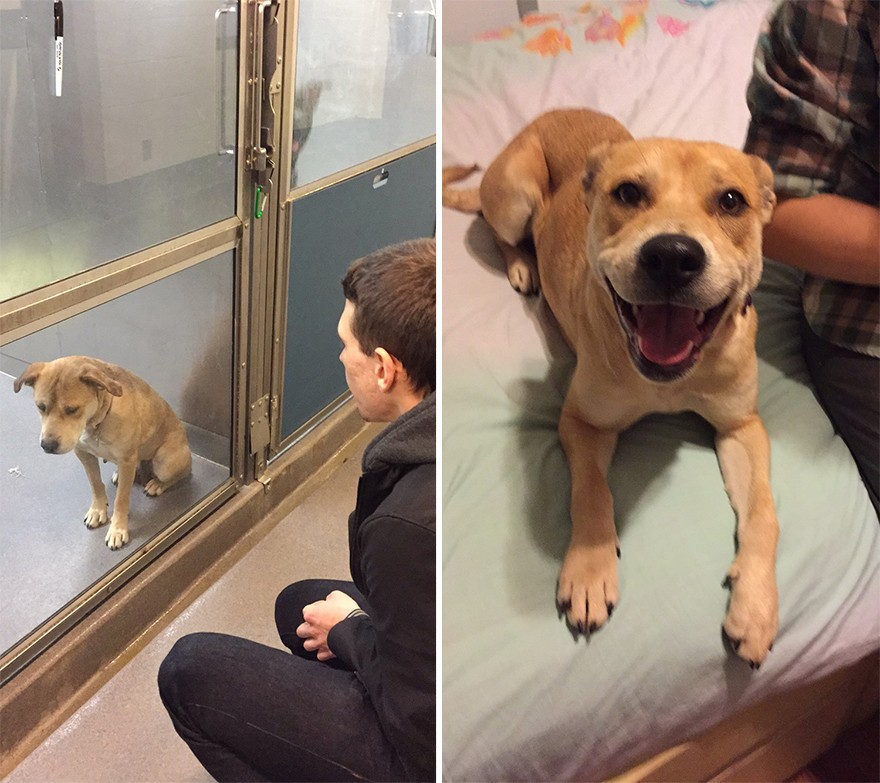 pet-adoption-before-and-after-3__880