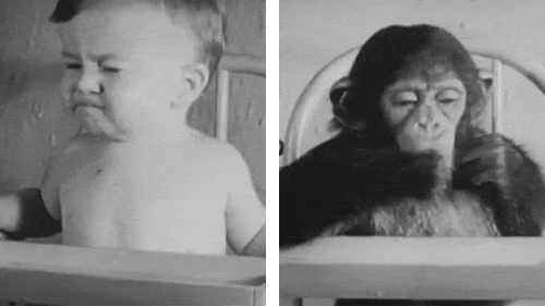 chimp-and-baby-007