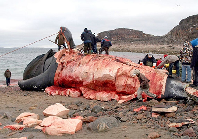 Pre ľudí, ktorí žijú v Arktíde, je oceán zdrojom väčšiny ich potravy. Tradične jedia tamojší ľudia ryby, príležitostne veľryby či tulene.