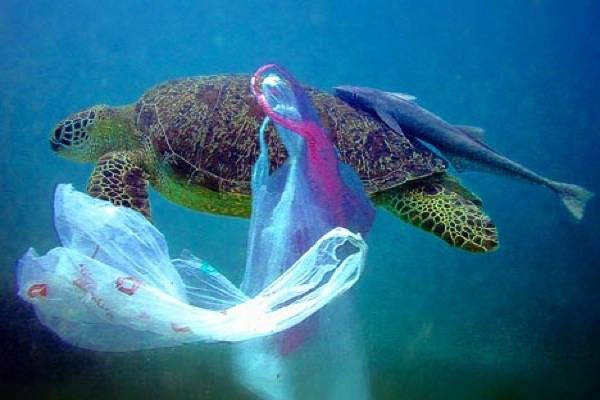 Morské živočíchy, nevedome prehĺtajú igelitové tašky, pretože si myslia, že to sú medúzy.