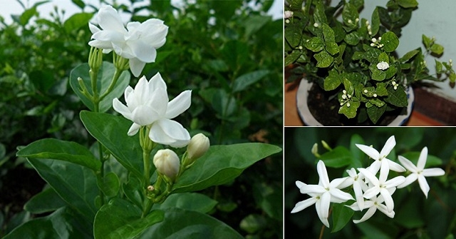 1.bylinky rastliny na spanok jasmin