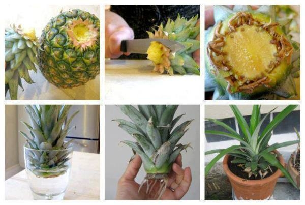 ako si doma vypestovat grow-Pineapple-home