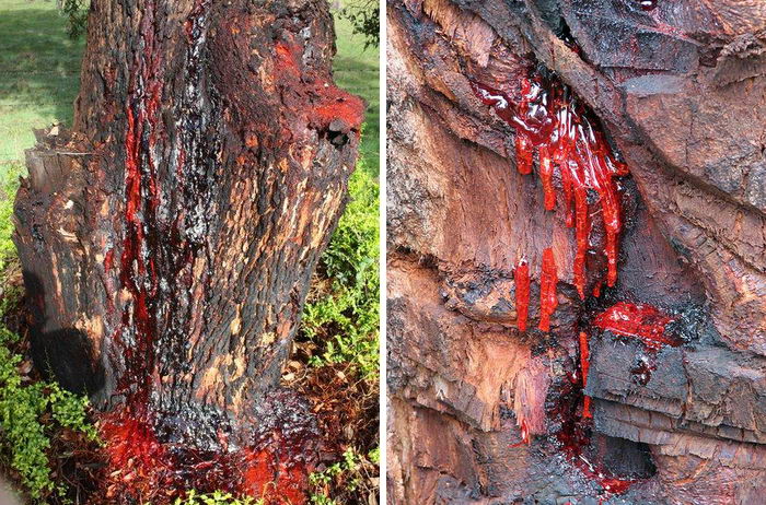 krvacajuci-strom