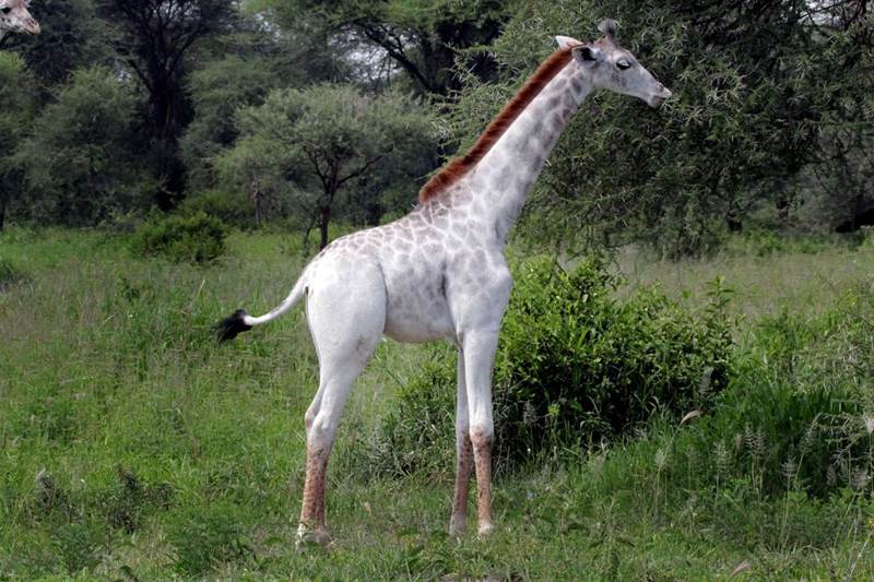 žirafa omo 3
