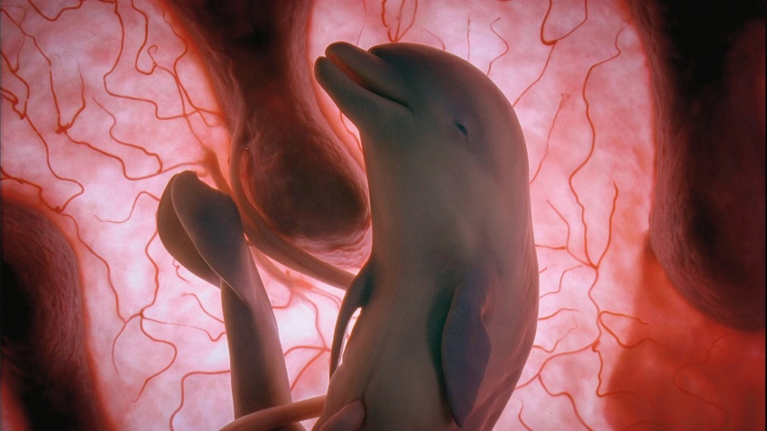 delfin-v-maternici