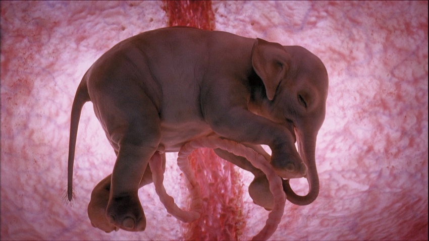 slon-v-maternici