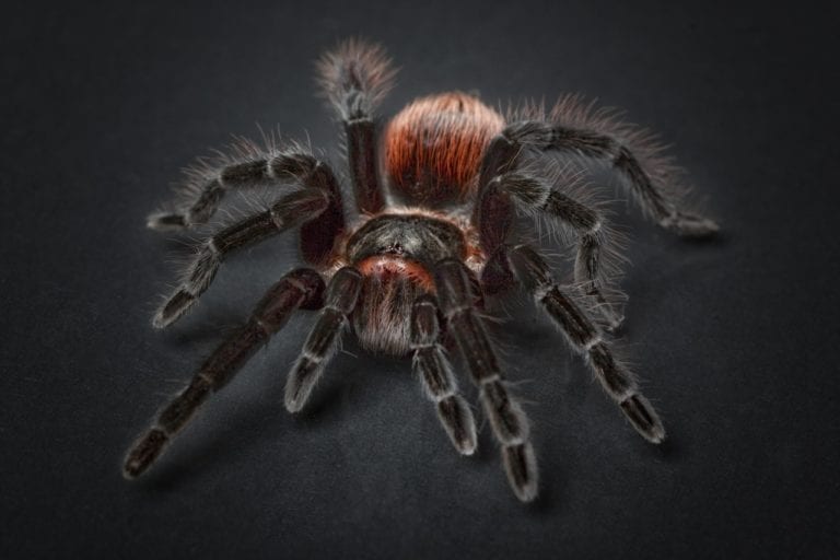Arachnofóbia Bojíte Sa Pavúkov Môžu Za To Vaši Rodičia Interezsk 6870