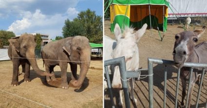 Krokodíly v špinavej vode, tuleň v bazéne a slony v malom výbehu: Toto sme videli v kontroverznom putovnom zooparku