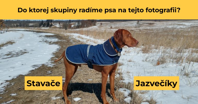 Kvíz zo zvieracej ríše.